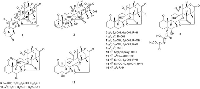 Physalins V Ix 16 24 Cyclo 13 14 Seco Withanolides From Physalis Angulata And Their Antiproliferative And Anti Inflammatory Activities Scientific Reports