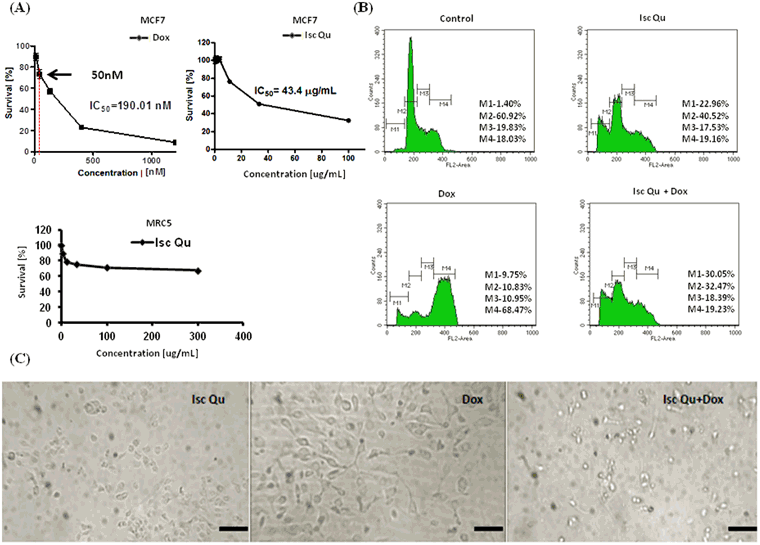 Iscador Qu inhibits doxorubicin-induced senescence of MCF7 cells |  Scientific Reports