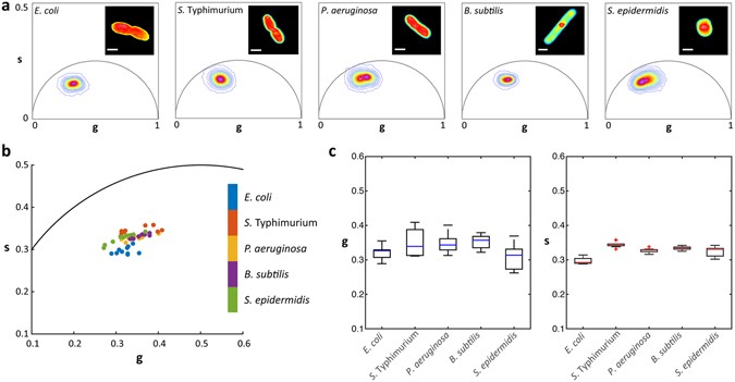 Metabolic Fingerprinting Of Bacteria By Fluorescence Lifetime