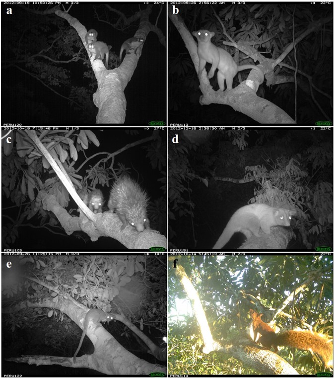 Natural canopy bridges effectively mitigate tropical forest fragmentation  for arboreal mammals | Scientific Reports