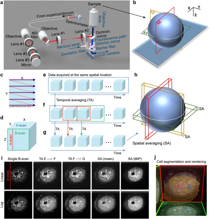 Optical coherence microscopy as a novel, non-invasive method for the 4D  live imaging of early mammalian embryos | Scientific Reports