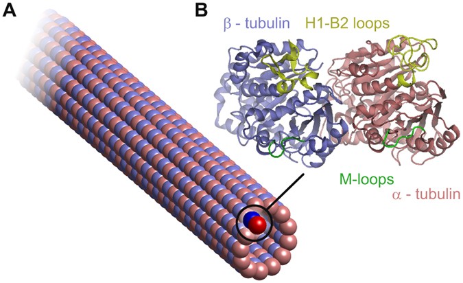Deformation pattern in vibrating microtubule: Structural mechanics study  based on an atomistic approach | Scientific Reports