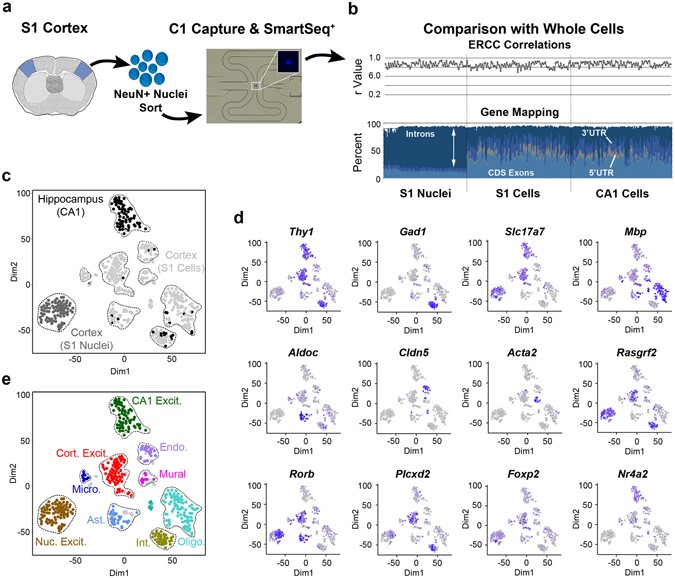 A Comparative Strategy For Single Nucleus And Single Cell
