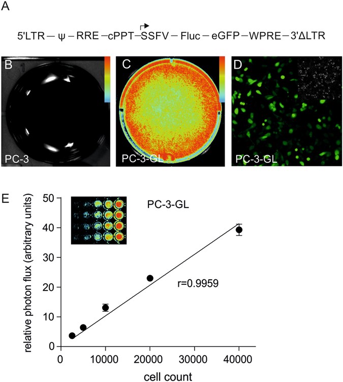 Non-invasive imaging of engineered human tumors in the living 