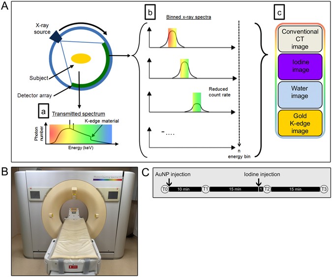 Multicolor spectral photon-counting computed tomography: in vivo dual  contrast imaging with a high count rate scanner | Scientific Reports