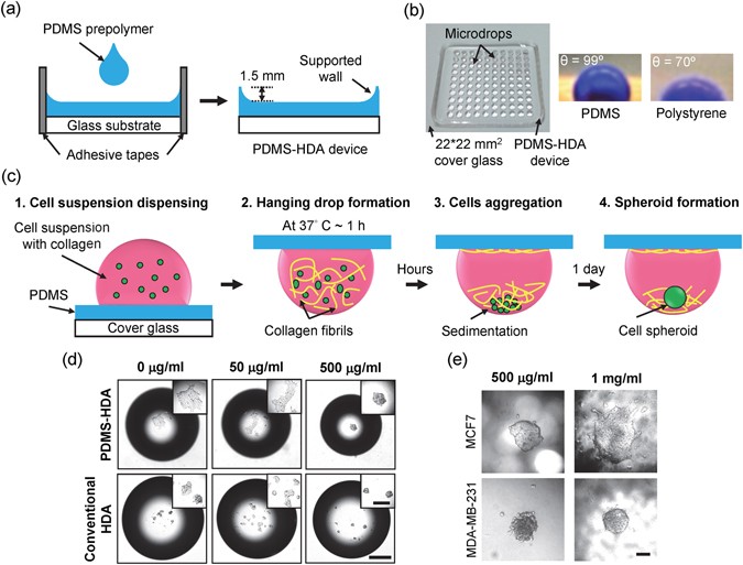 Three-dimensional spheroid culture targeting versatile tissue ...