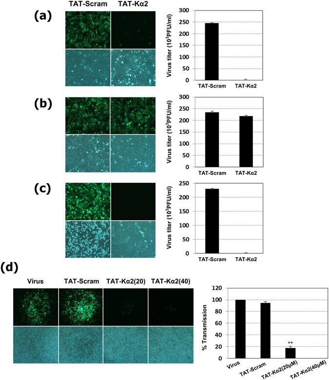 Inhibition Of Highly Pathogenic Avian Influenza Hpai Virus By A Peptide Derived From Vflip Through Its Direct Destabilization Of Viruses Scientific Reports