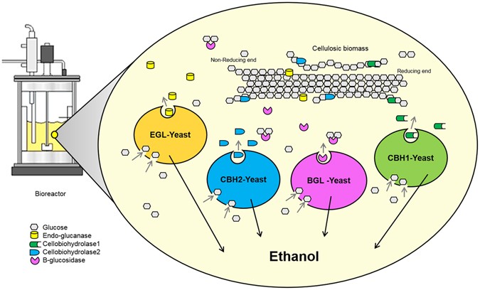 Researchers track yeast population dynamics in fuel bioethanol production