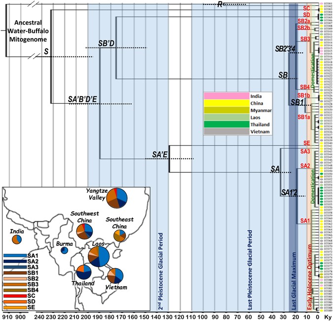 Whole Mitogenomes Reveal the History of Swamp Buffalo: Initially Shaped by  Glacial Periods and Eventually Modelled by Domestication | Scientific  Reports