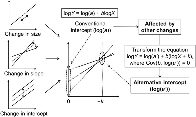 Intraspecific body size variation and allometry of genitalia in