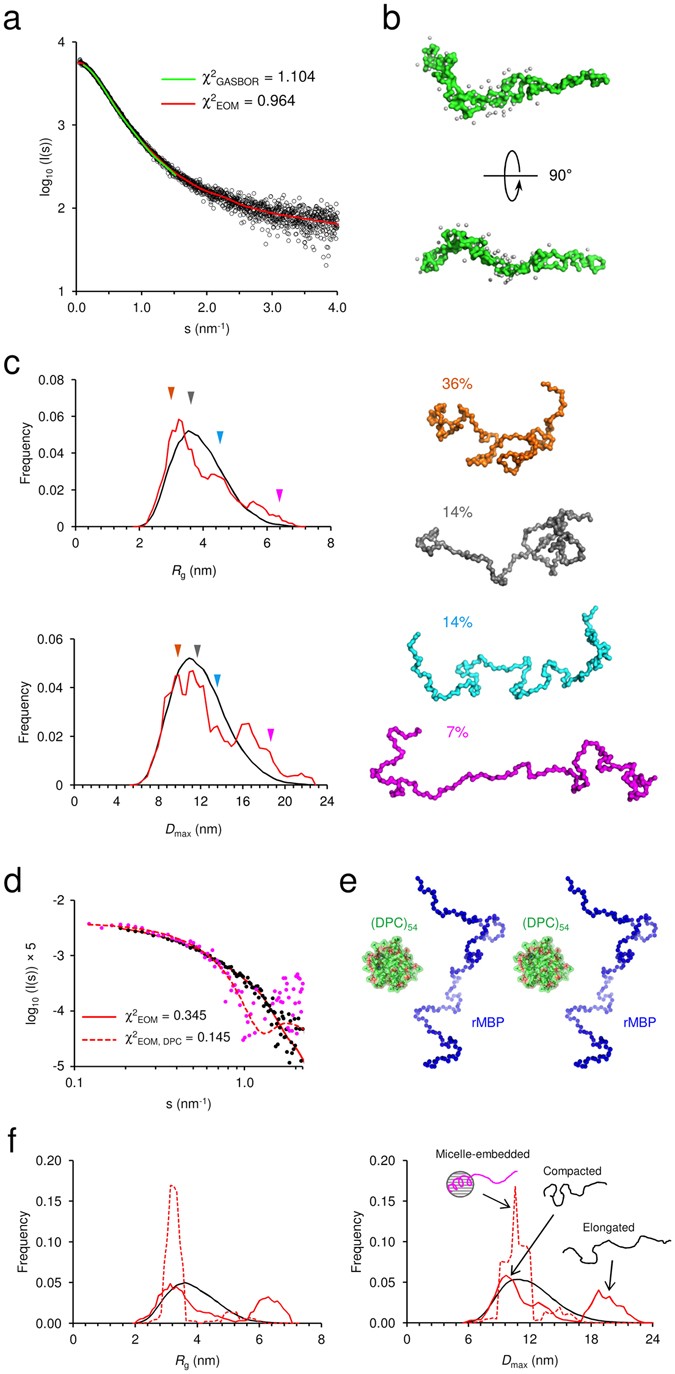 Membrane Association Landscape Of Myelin Basic Protein - 