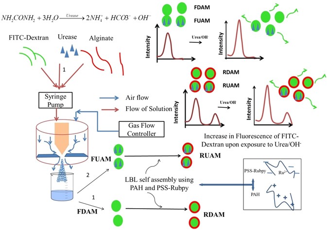 pH and Urea Estimation in Urine Samples using Single Fluorophore and  Ratiometric Fluorescent Biosensors | Scientific Reports