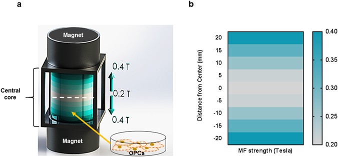 Static Magnetic Field Stimulation Enhances Oligodendrocyte Differentiation  and Secretion of Neurotrophic Factors | Scientific Reports