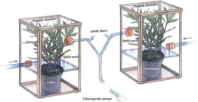 Nerium Oleander Janatha Nursery