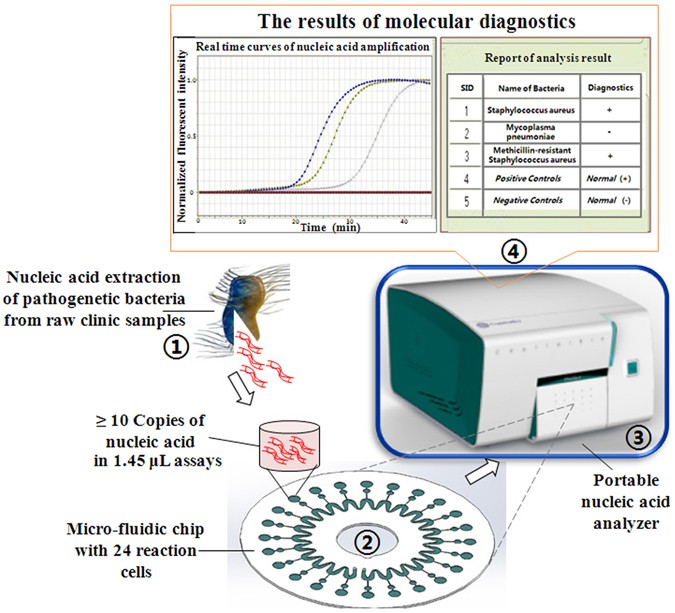 Bacterial identification lab worksheet key