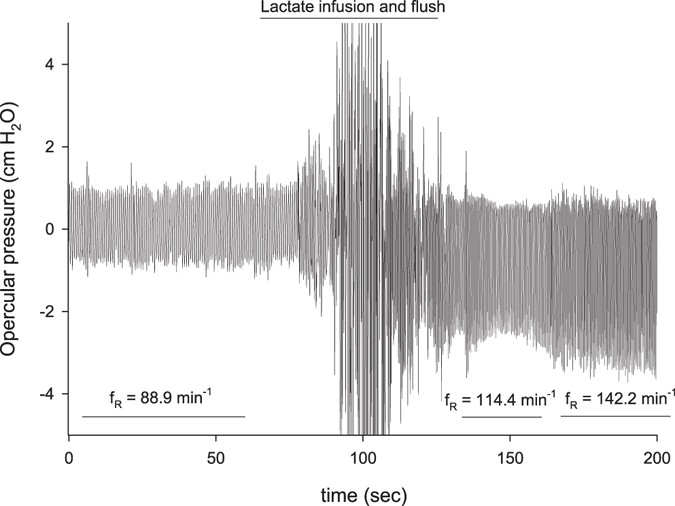 Lactate Provides A Strong Ph Independent Ventilatory Signal In The Facultative Air Breathing Teleost Pangasianodon Hypophthalmus Scientific Reports