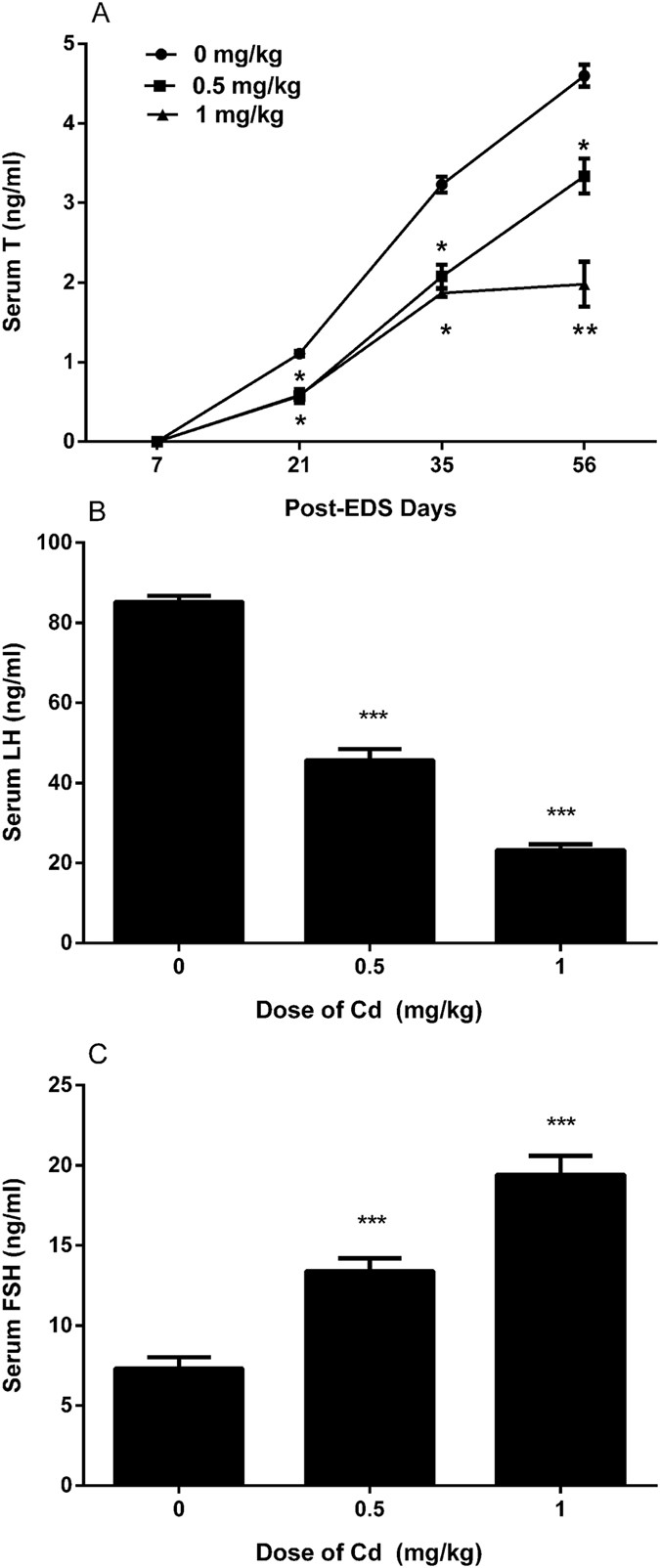 Morphology of Leydig cells in the testes after in vivo MCP-1 treatment.