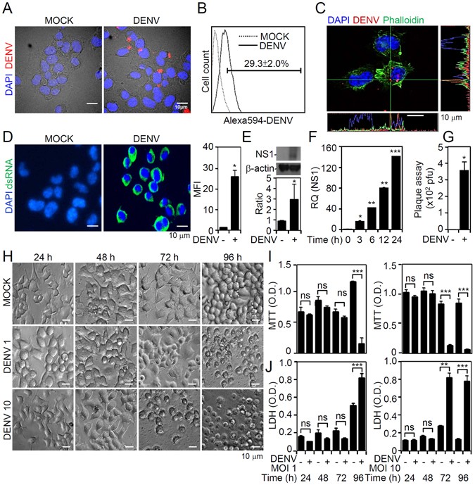 Blockade Of Dengue Virus Infection And Viral Cytotoxicity In Blockade Of Dengue Virus Infection And Viral Cytotoxicity In Neuronal Cells Vitro Vivo By Targeting Endocytic Pathways Scientific Reports