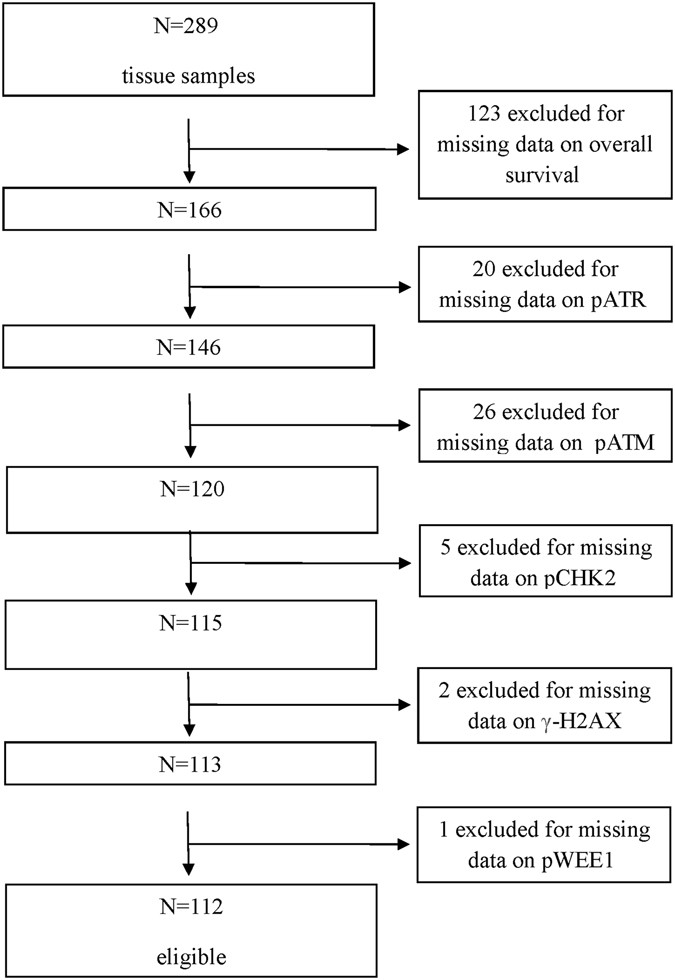 Ysis Of The Atr Chk1 And Atm Chk2 Pathways In Male T Cancer Ysis Of The Atr Chk1 And Atm Chk2 Pathways In Male T Cancer Revealed Prognostic Significance Expression Scientific Reports