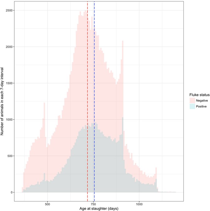 Estimation Of The Impact Fasciola Hepatica Infection On Time Estimation Of The Impact Fasciola Hepatica Infection On Time
