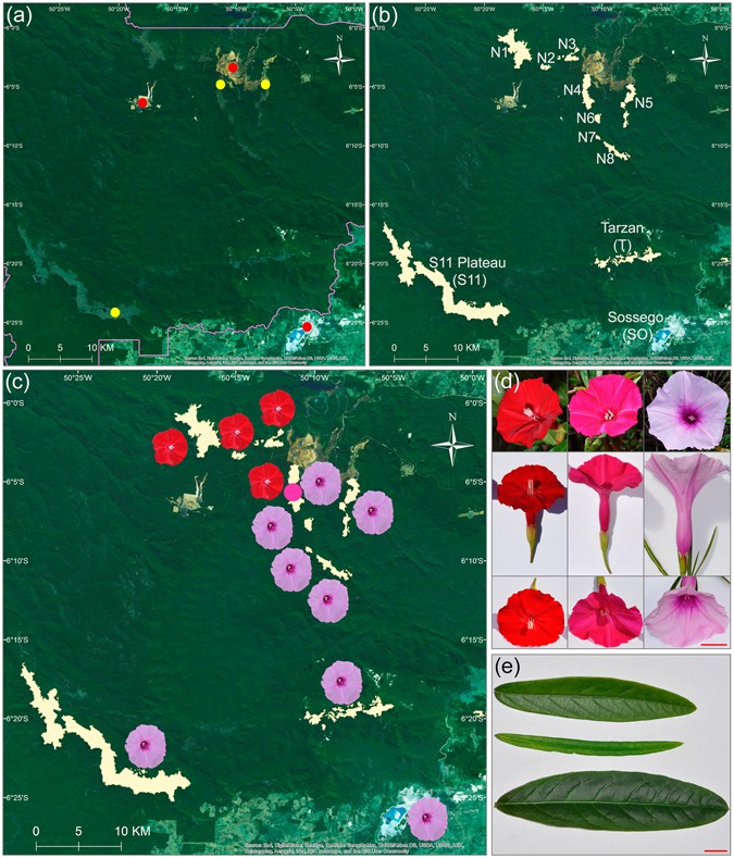 Natural history of the narrow endemics Ipomoea cavalcantei and I.  marabaensis from Amazon Canga savannahs | Scientific Reports