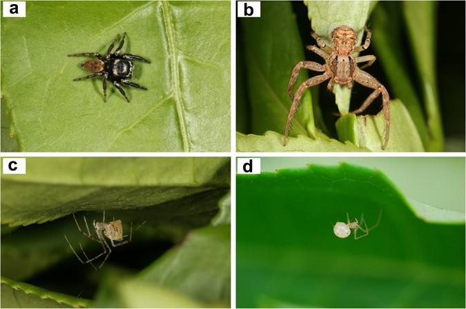 What Eats Spiders? Our Guide To Natural Spider Prevention