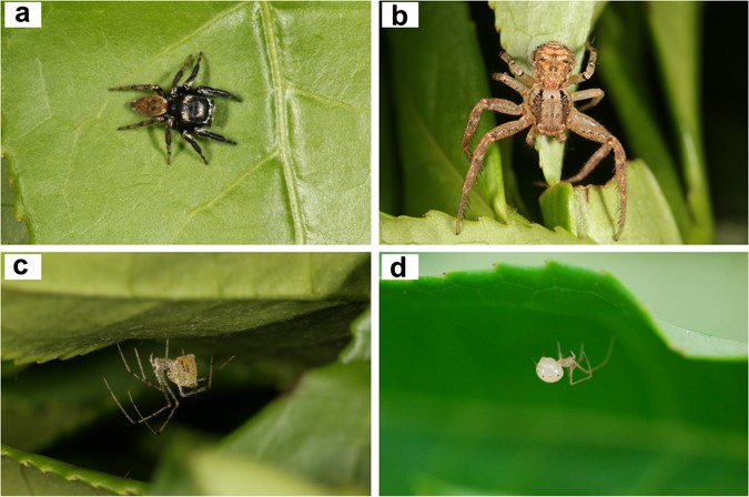 Molecular identification of spiders preying on Empoasca vitis in a tea  plantation