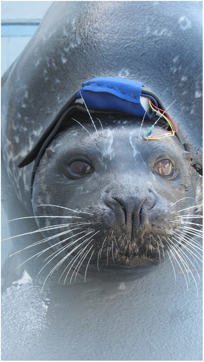Seal Facts - Woods Hole Oceanographic Institution