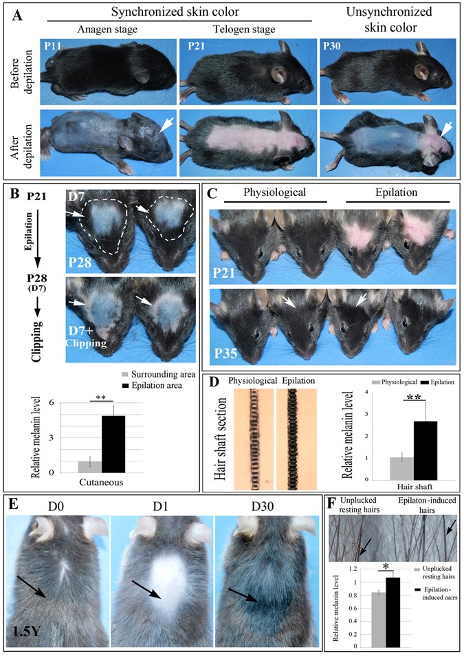 Epilation induces hair and skin pigmentation through an  EDN3/EDNRB-dependent regenerative response of melanocyte stem cells |  Scientific Reports