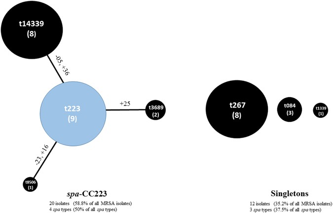 Carriage Frequency Phenotypic And Genotypic Characteristics Of Methicillin Resistant Staphylococcus Aureus Isolated From Dental Health Care Personnel Patients And Environment Scientific Reports