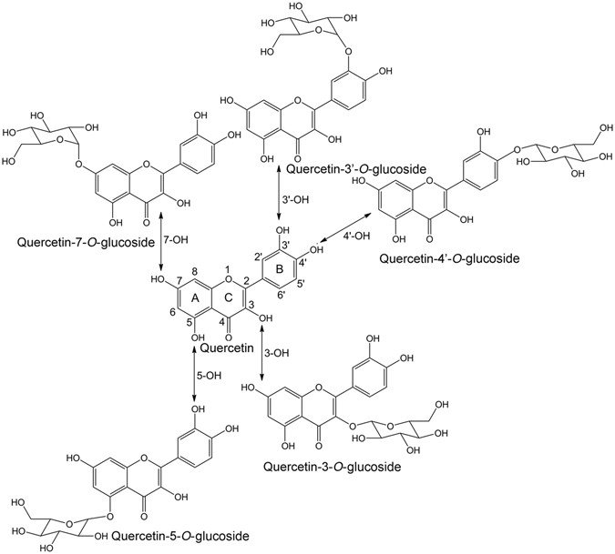 Antioxidant Activity of Quercetin and Its Glucosides from Propolis: A  Theoretical Study