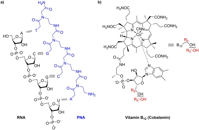 Vitamin B12 as a carrier of peptide nucleic acid (PNA) into bacterial cells  | Scientific Reports