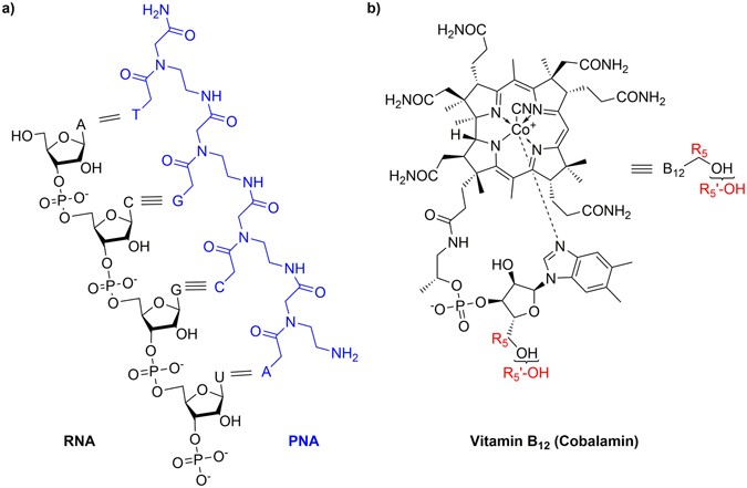 Vitamin B 12 As A Carrier Of Peptide Nucleic Acid Pna Into