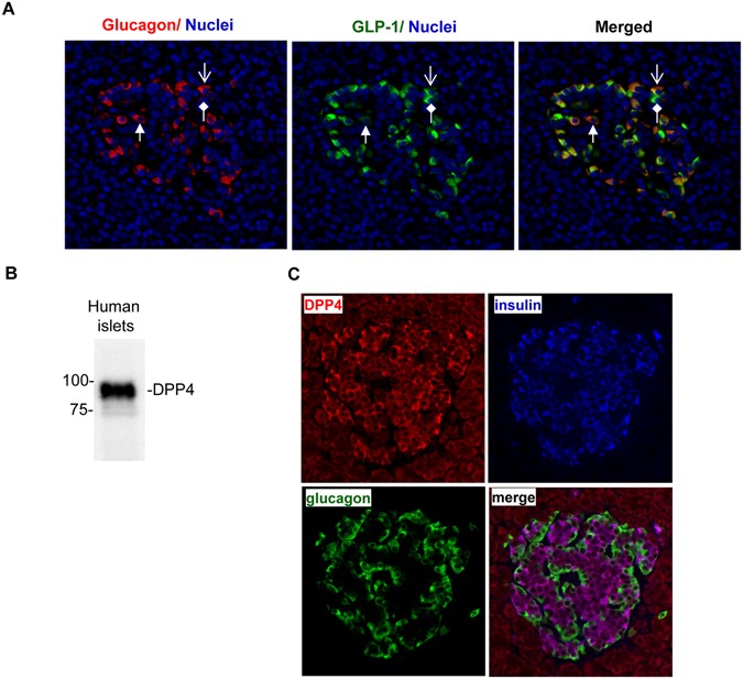 linagliptin glp 1 Differential Effects of Linagliptin on the Function of Human Islets  Isolated from Non-diabetic and Diabetic Donors