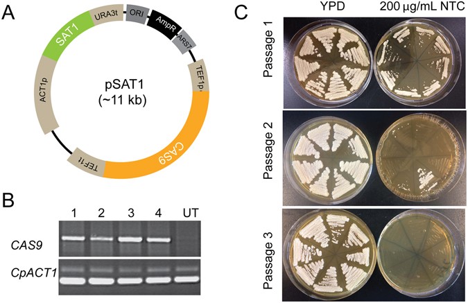 Gene editing in clinical isolates of Candida parapsilosis using CRISPR/Cas9  | Scientific Reports