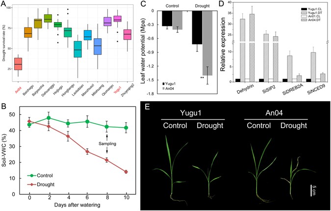 Genotype Specific Physiological And Transcriptomic Responses - 