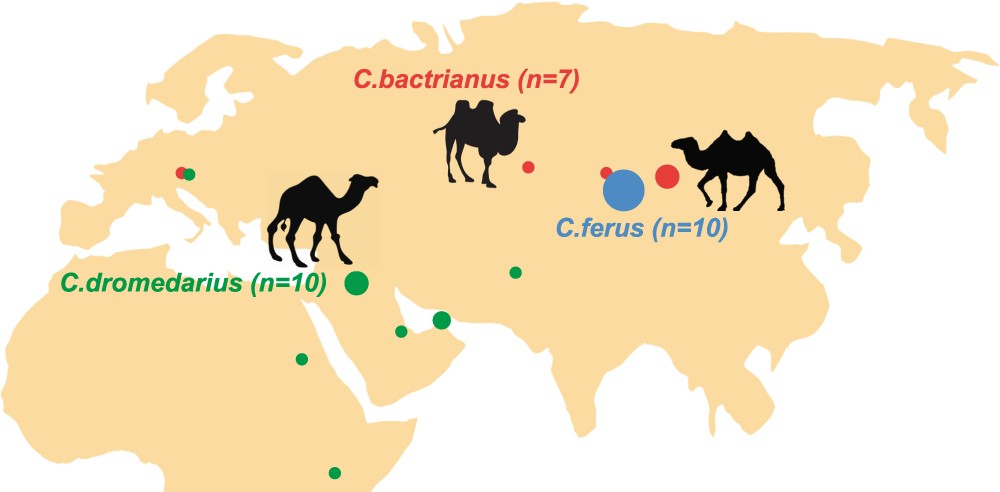 Mitogenome Sequencing in the Genus Camelus Reveals Evidence for Purifying Selection and Long-term Divergence between Wild and Domestic Bactrian Camels | Scientific Reports Mitogenome Sequencing in the Genus Camelus Reveals Evidence for Purifying Selection and Long-term Divergence between Wild and Domestic Bactrian Camels | Scientific Reports