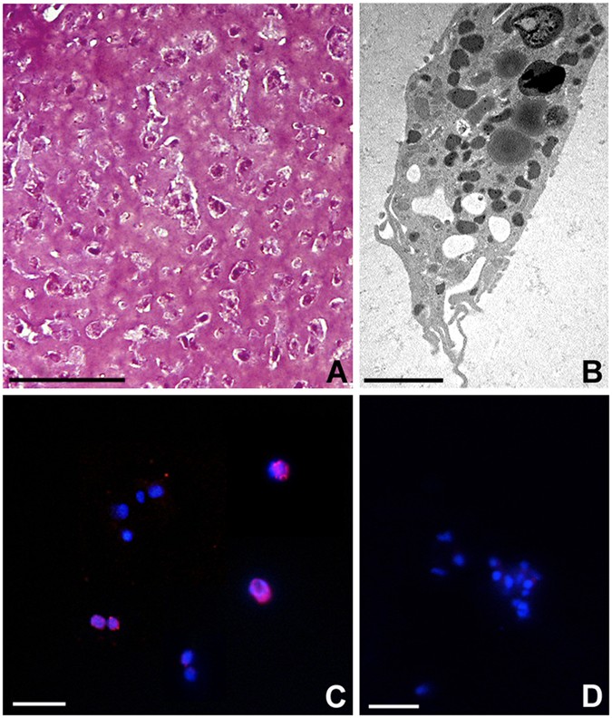 The reactions of sponges with a consideration of the origin of the nervous system