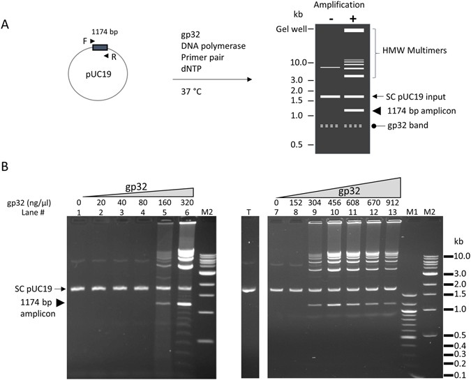 Isothermal Amplification of Long, Discrete DNA Fragments Facilitated by  Single-Stranded Binding Protein | Scientific Reports