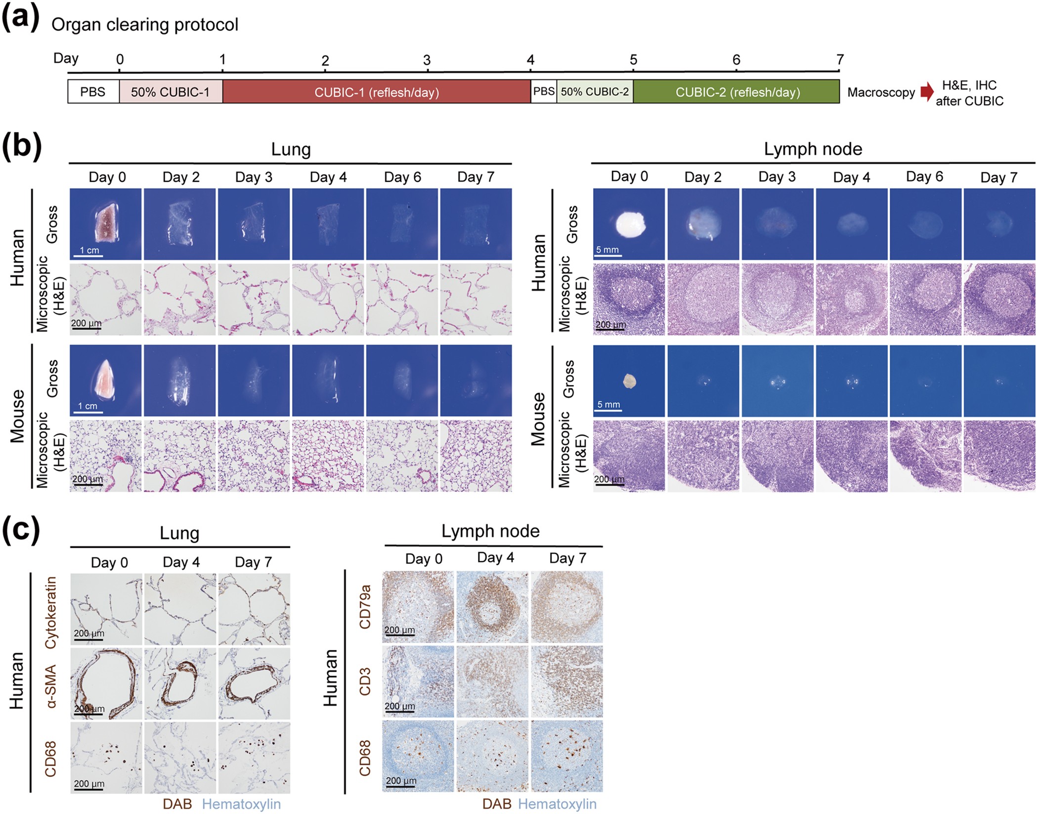 Cubic Pathology Three Dimensional Imaging For Pathological - 