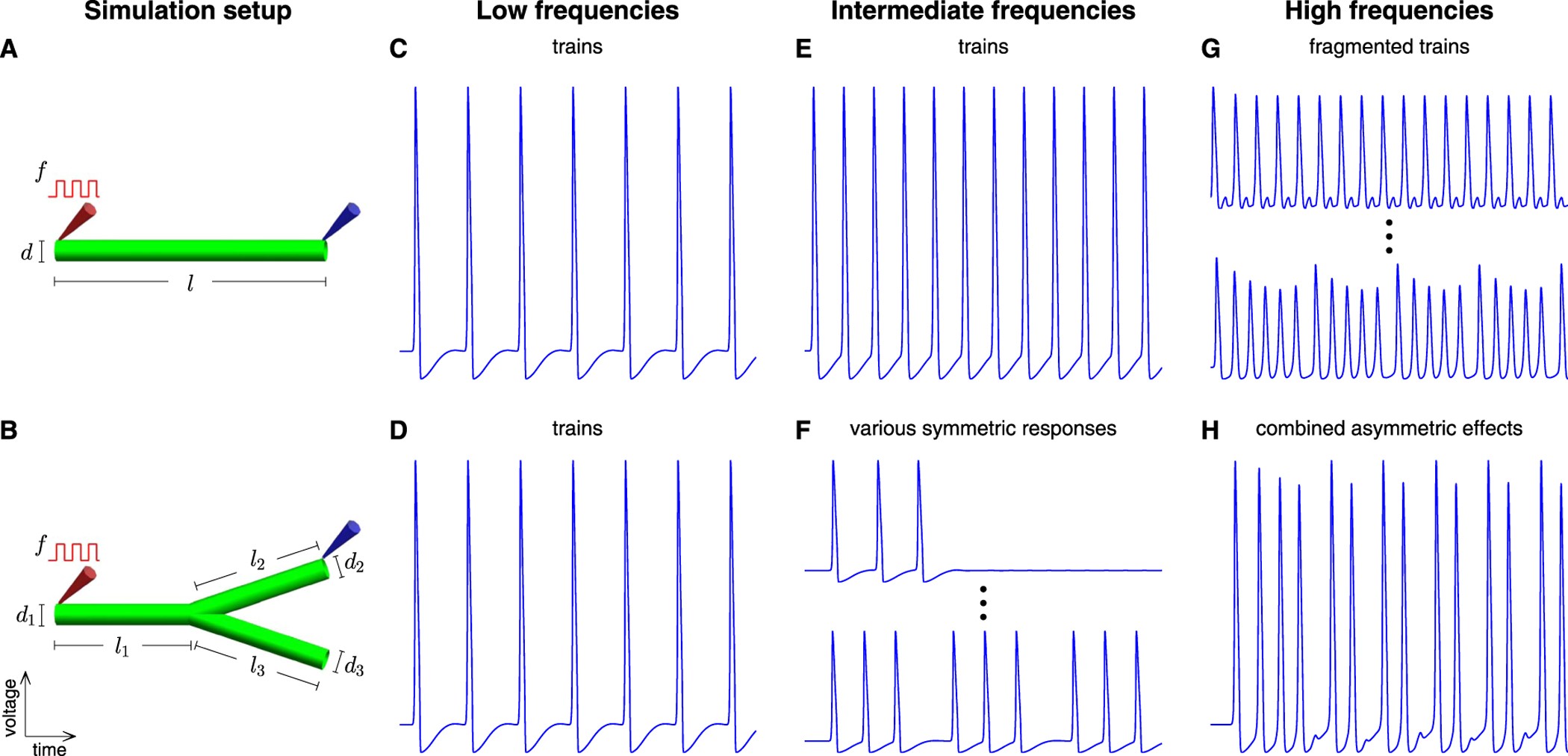 Research Identifies Complex Of Neurons >> Branching Morphology Determines Signal Propagation Dynamics In Research Identifies Complex Of Neurons >> Branching Morphology Determines Signal Propagation Dynamics In