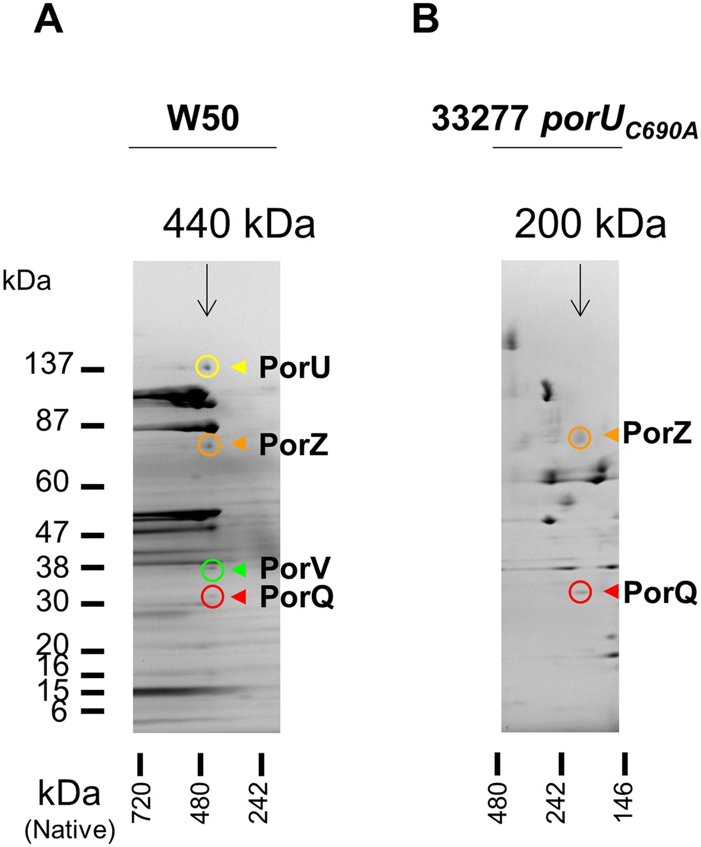 PorV is an Outer Membrane Shuttle Protein for the Type IX Secretion System  | Scientific Reports