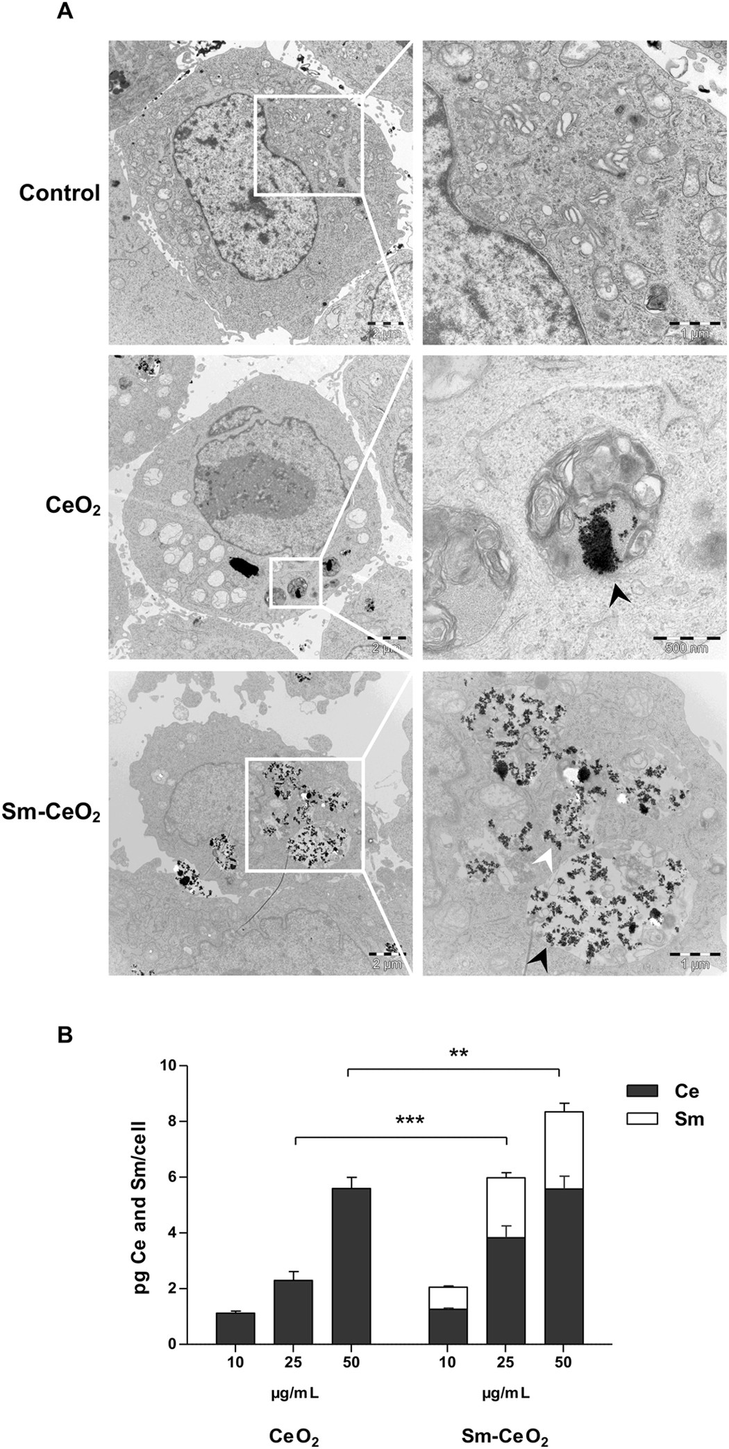 Cerium Oxide Nanoparticles Inhibit Diffeiation Of Neural
