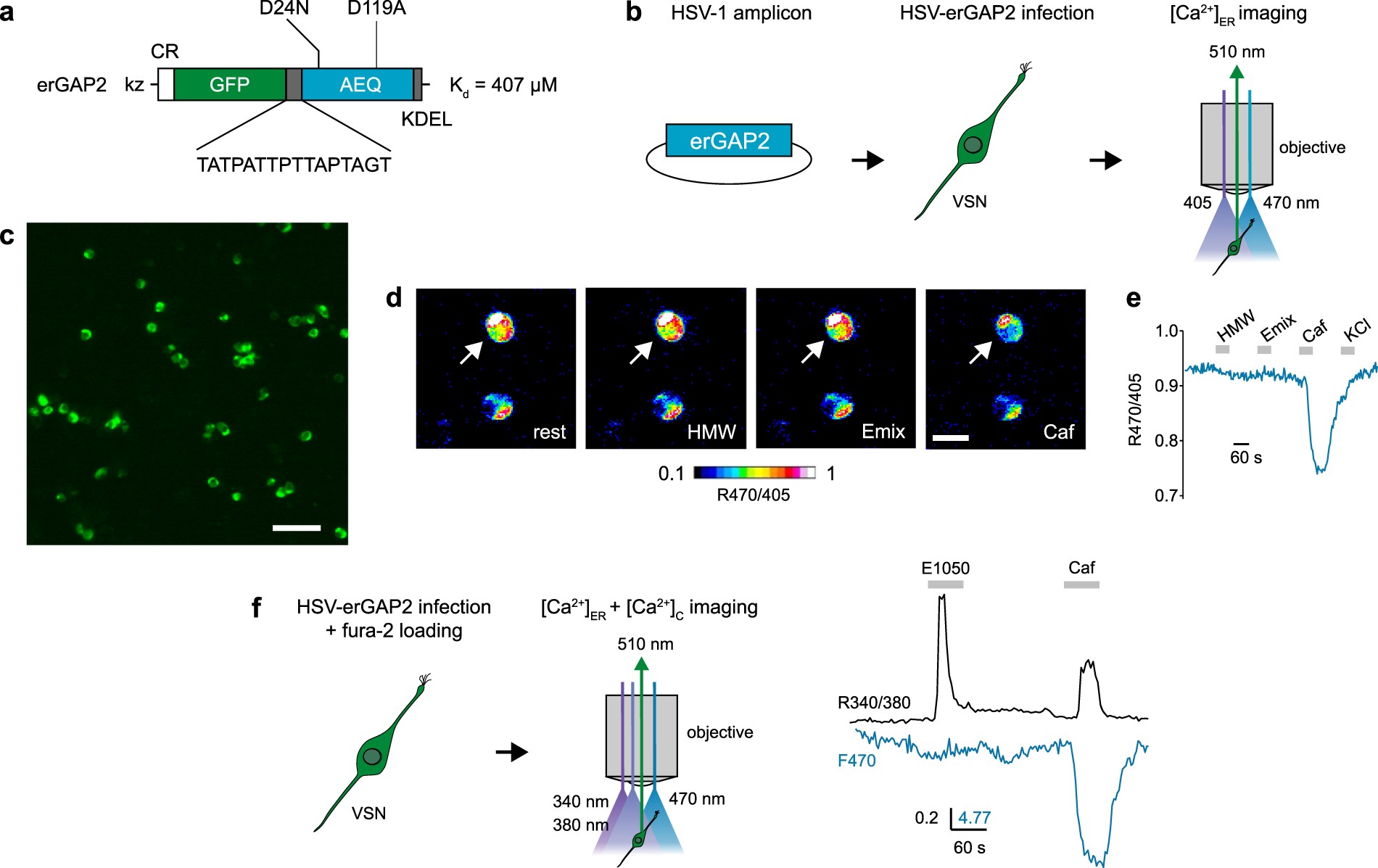 Type 3 inositol 1,4,5-trisphosphate receptor is dispensable for sensory  activation of the mammalian vomeronasal organ | Scientific Reports