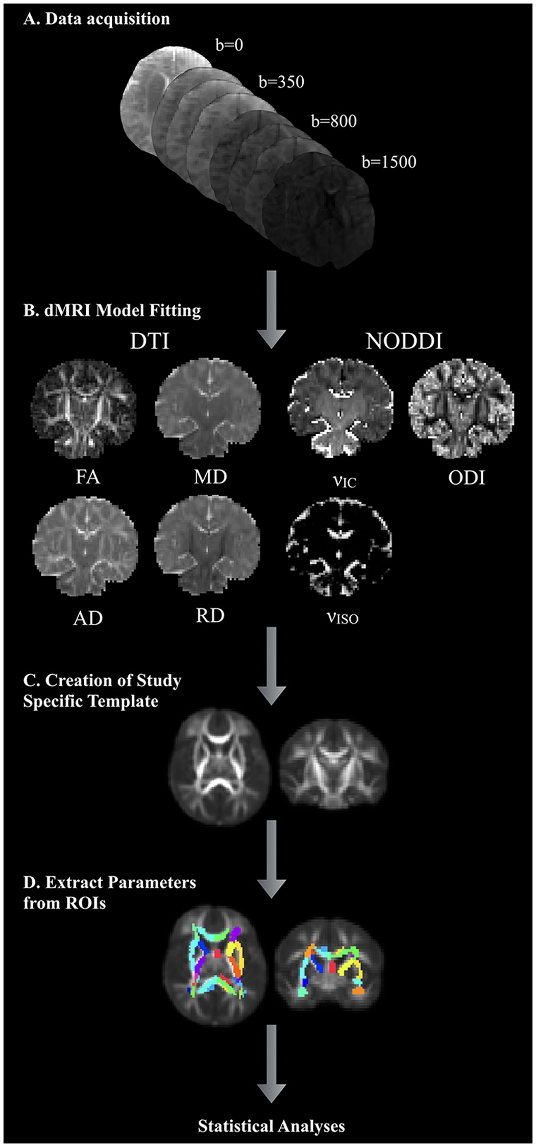 Cognition And Behavior White Matter >> Mapping White Matter Microstructure In The One Month Human Brain Cognition And Behavior White Matter >> Mapping White Matter Microstructure In The One Month Human Brain
