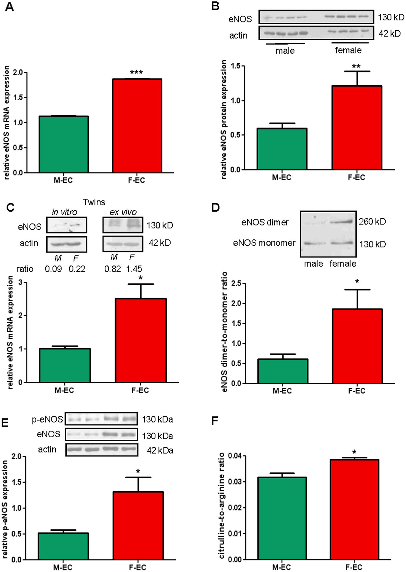 Sex-specific eNOS activity and function in human endothelial cells Scientific Reports image