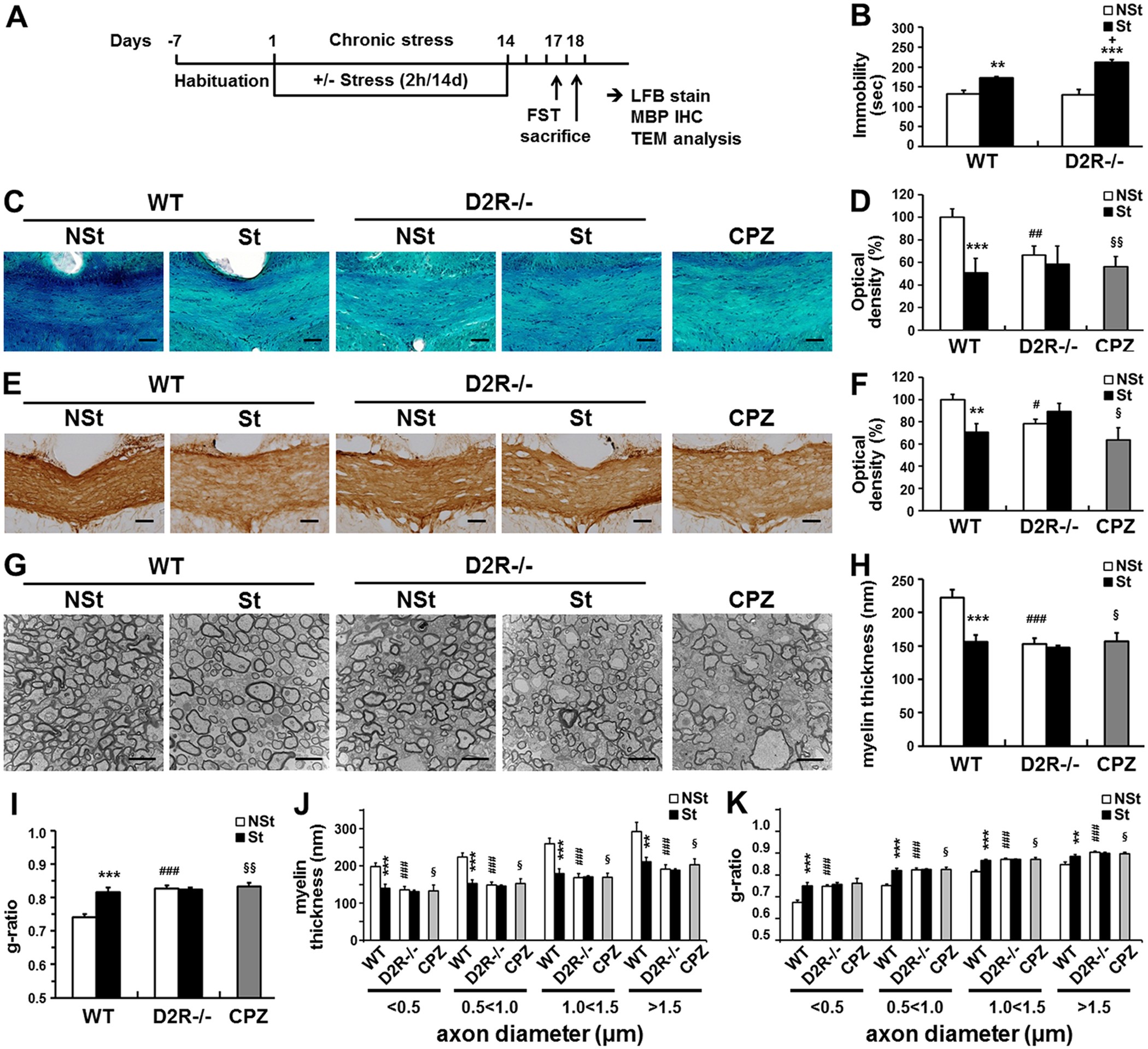 Role Of Dopamine D2 Receptor In Stress Induced Myelin Loss
