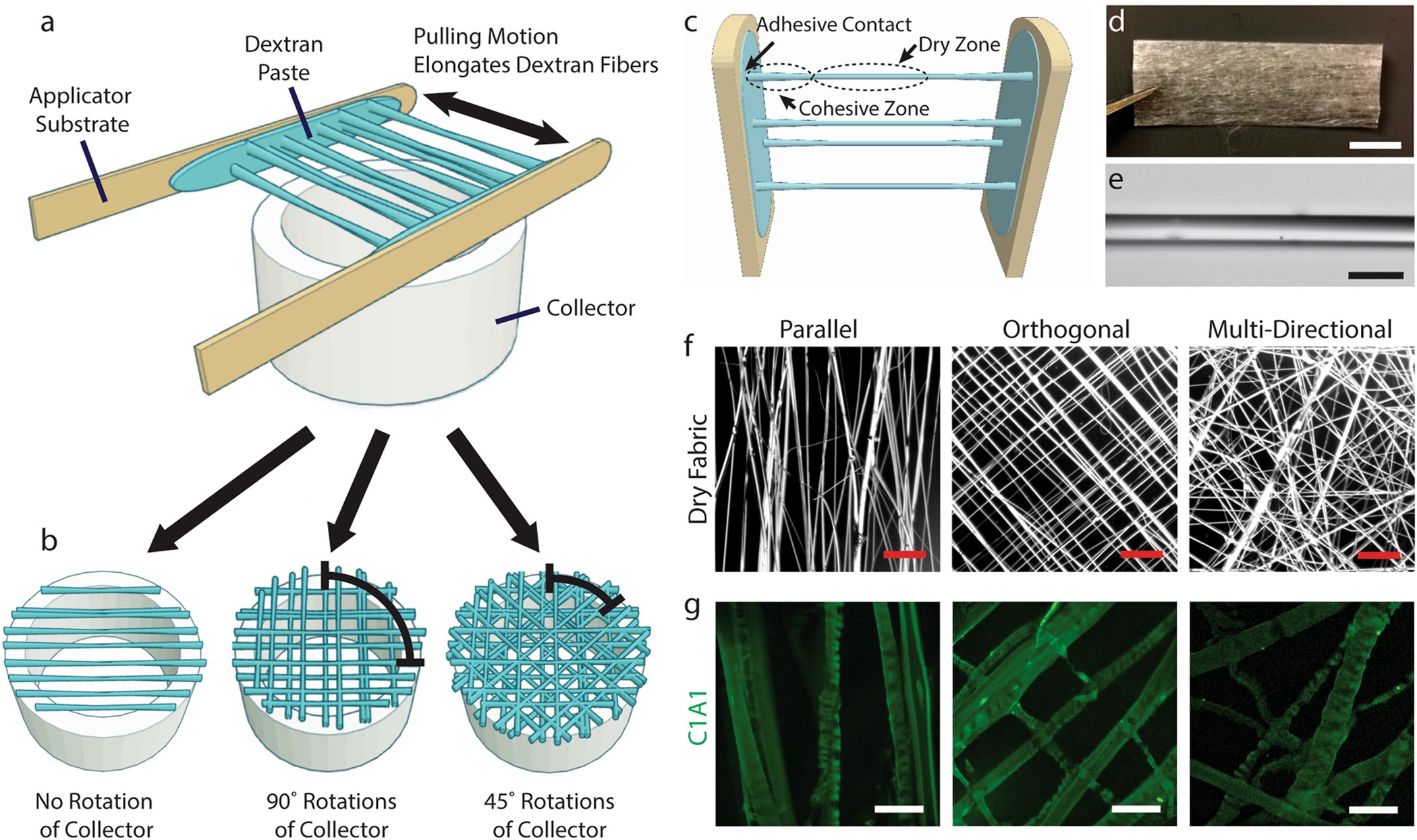 Templated Assembly of Collagen Fibers Directs Cell Growth in 2D and 3D |  Scientific Reports