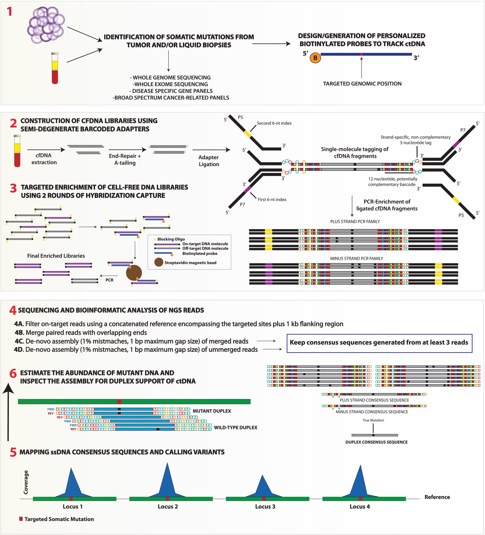 Targeted error-suppressed quantification of circulating tumor DNA using  semi-degenerate barcoded adapters and biotinylated baits | Scientific  Reports