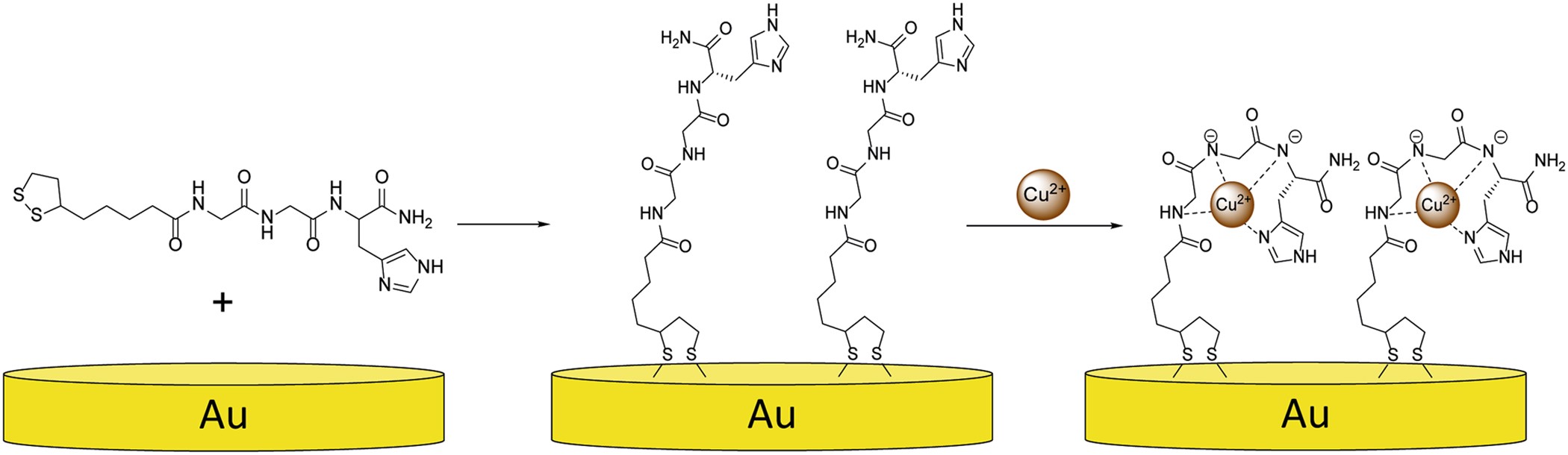 Copper Induced Conformational Changes Of Tripeptide
